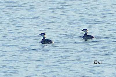 MORITOS, CAZADOR Y PESCADOR EN SANTOÑA