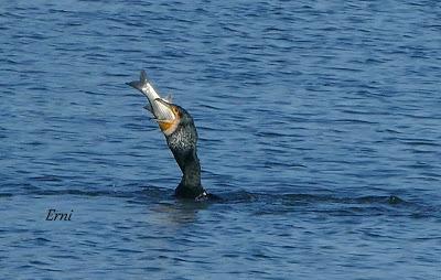 MORITOS, CAZADOR Y PESCADOR EN SANTOÑA