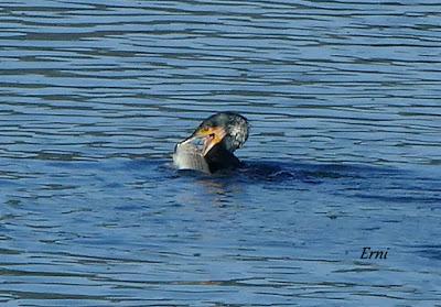 MORITOS, CAZADOR Y PESCADOR EN SANTOÑA