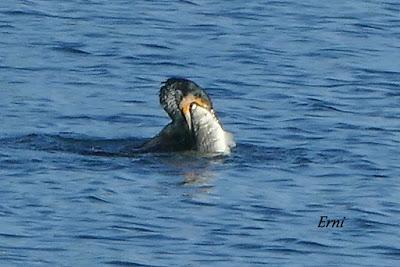 MORITOS, CAZADOR Y PESCADOR EN SANTOÑA