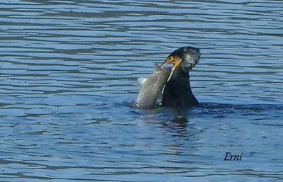 MORITOS, CAZADOR Y PESCADOR EN SANTOÑA