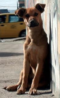 En Valle de Bravo los perros y gatos serán “personas no humanas”