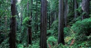 Redwood_Endor_Star-Wars