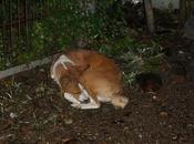 Perro bajo lluvia