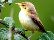 Zarcero común-hippolais polyglotta-melodious warbler