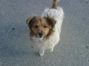 Sigue calle-Pequeño peludo CAMILO LLEVA TIEMPO CALLE