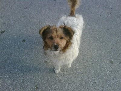 Sigue en la calle-Pequeño peludo CAMILO LLEVA TIEMPO EN LA CALLE