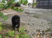 SEVILLA urgente!! cachorros calle!!!