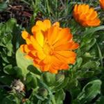 Calendula, planta medicinal