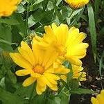 Calendula, planta medicinal