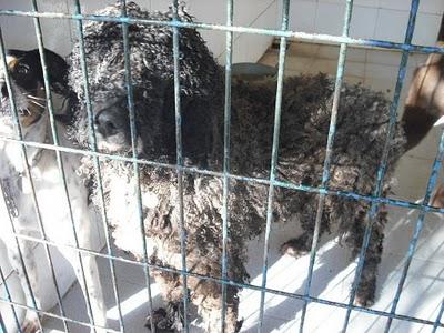 Erik perro de agua en adopción.