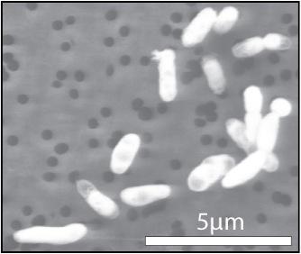 El descubrimiento de una bacteria en arsénico puede redefinir la vida