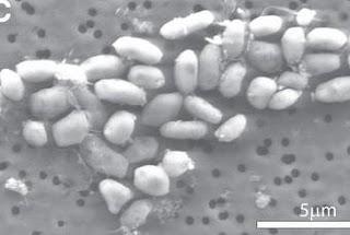 Una bacteria adaptada al arsénico ensancha los márgenes de la vida
