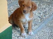 Miko, cachorrito abandonado autovia, adopcion acogida