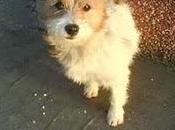 Manzanita, cachorrita mini puerta supermercado.(Córdoba).