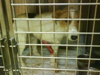 La atropella un coche y no la quieren:riesgo sacrificio ESTRELLA (Córdoba)