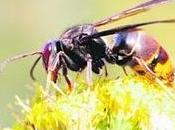 Avispa asiática, nueva especie exótica invasora punto llegar Aragón.