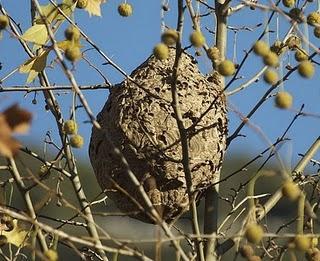 La Avispa asiática, una nueva especie exótica invasora a punto de llegar a Aragón.