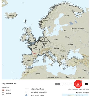Un esturión en Xixón