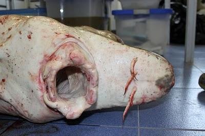 Un esturión en Xixón