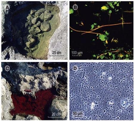 Bacterias en arsénico