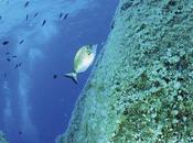 Hábitats Peligro Elevaciones Submarinas