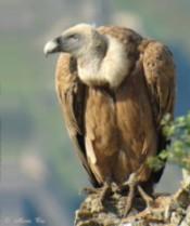 La Junta censa en Los Vélez cerca de dos centenares de buitres leonados