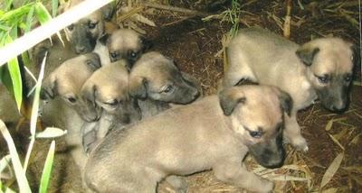 Ayuda para 7 cachorros bajo un cañizo sin madre. (Jaén)