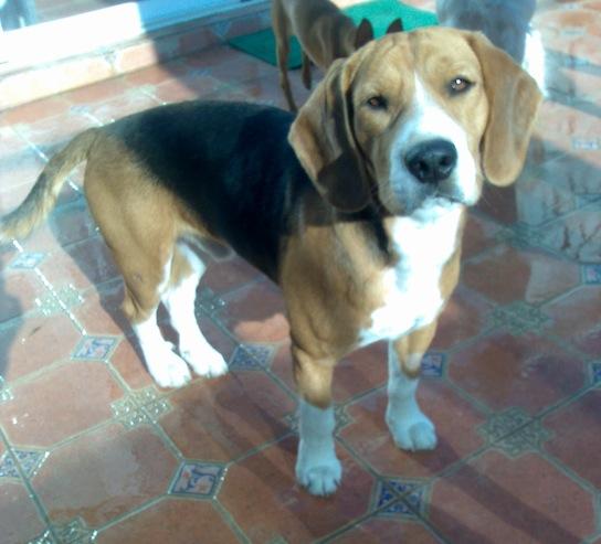 Lolo, un beagle de diez meses cojo y sordo