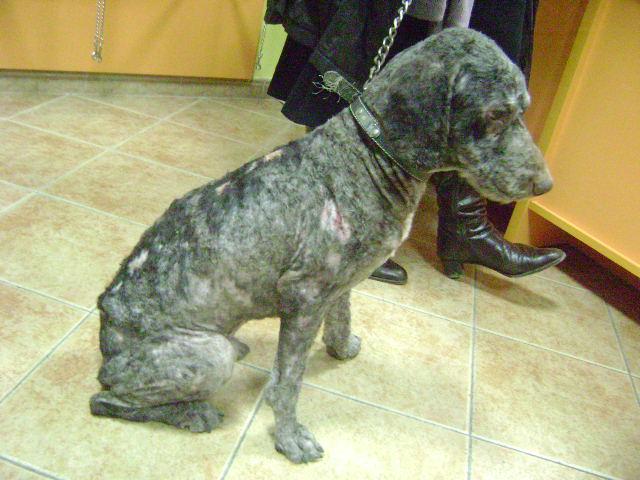 Tuno, un perro de aguas irreconocible por la sarna y el abandono