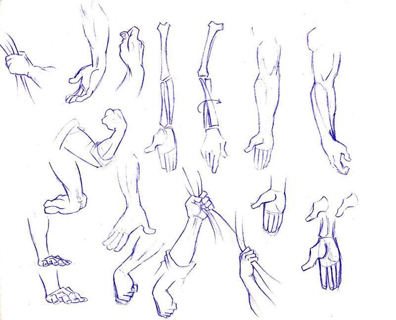 Hands and arms