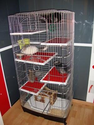 La habitación de las chinchillas de Rafa