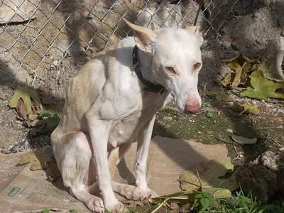 Podenca Tani , esperaba su muerte debajo de un olivo.Alcaudete (Jaén)