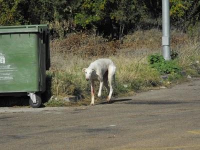 Ayuda galgo herido gasolinera (Badajoz) ES MUY URGENTE!!!!