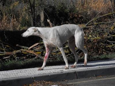 Ayuda galgo herido gasolinera (Badajoz) ES MUY URGENTE!!!!
