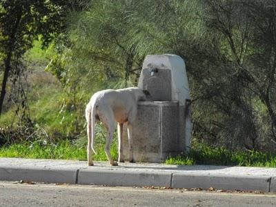 Ayuda galgo herido gasolinera (Badajoz) ES MUY URGENTE!!!!