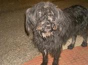 DARIO DEPLORABLE situación estado/ Ayuda para Darío antes demasiado tarde.