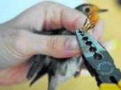 Laguna Primera registra presencia especies aves