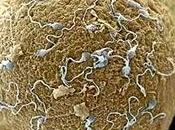 calidad esperma español lidera Europa