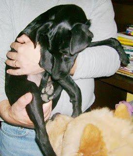 Cachorro X de galgo, urgente en Cádiz