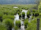 Curso Biodiversidad Conservación Humedales.
