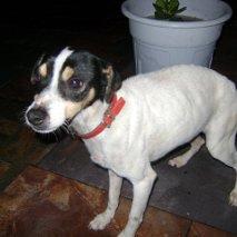 LUNARES,VIVIENDO EN LA ESTACIÓN DE TREN DE UN PUEBLO DE SEVILLA.BODEGUERO, 6 KILITOS.