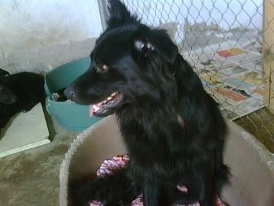 BUSCAS UN PASTOR BELGA???? LULA es el más bonito y noble que puedas imaginar!! (alicante)