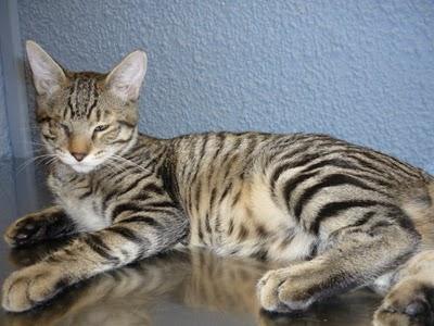 DOS POBRES CACHORROS DE GATO CON PROBLEMAS OCULARES. ES MUY URGENTE!!!!