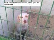 sacrifican 27/12/10, nala, preciosa mestiza pointer ,mediana, perrera hellin