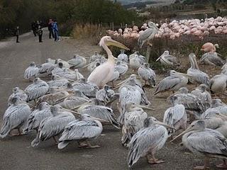 Escapada a la Reserva africana de Sigean
