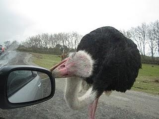 Escapada a la Reserva africana de Sigean