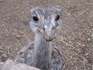 Escapada a la Reserva africana de Sigean