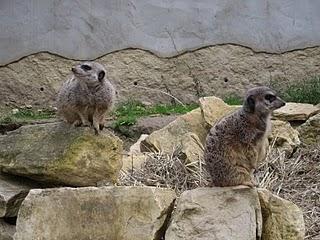 Escapada a la Reserva africana de Sigean