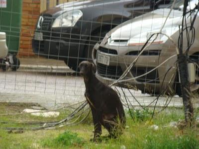 Otra galga en la calle (SEVILLA)